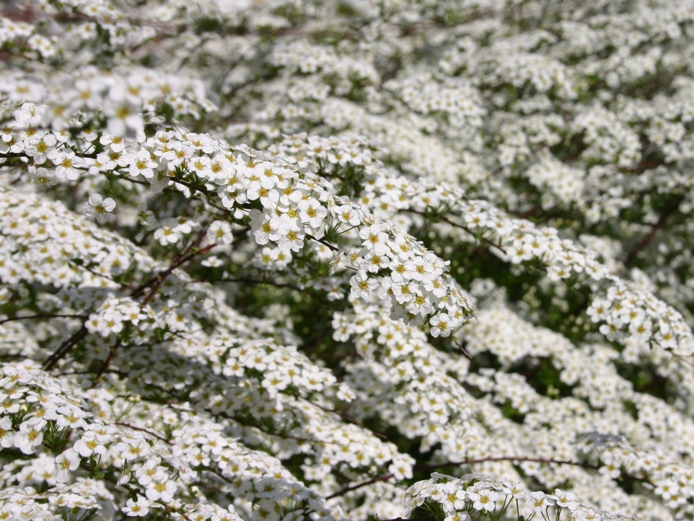 Weiße Rispenspiere Buntstifter 'Grefsheim' - Spiraea cinerea Buntstifter 'Grefsheim'