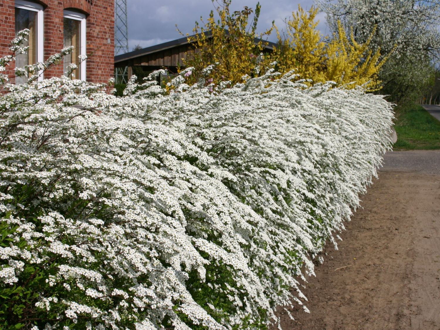 Weiße Rispenspiere Buntstifter 'Grefsheim' - Spiraea cinerea Buntstifter 'Grefsheim'