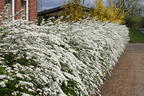 Weiße Rispenspiere Buntstifter 'Grefsheim' - Spiraea cinerea Buntstifter 'Grefsheim'