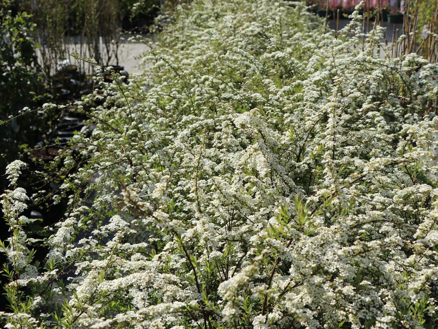 Weiße Rispenspiere Buntstifter 'Grefsheim' - Spiraea cinerea Buntstifter 'Grefsheim'