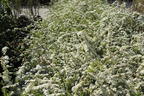 Weiße Rispenspiere Buntstifter 'Grefsheim' - Spiraea cinerea Buntstifter 'Grefsheim'
