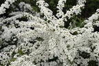 Weiße Rispenspiere Buntstifter 'Grefsheim' - Spiraea cinerea Buntstifter 'Grefsheim'