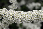 Weiße Rispenspiere Buntstifter 'Grefsheim' - Spiraea cinerea Buntstifter 'Grefsheim'
