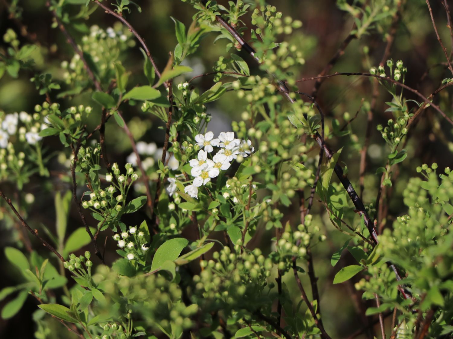 Weiße Rispenspiere Buntstifter 'Grefsheim' - Spiraea cinerea Buntstifter 'Grefsheim'