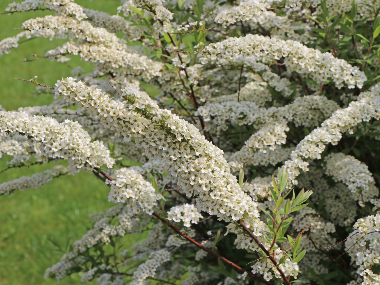 Weiße Rispenspiere Buntstifter 'Grefsheim' - Spiraea cinerea Buntstifter 'Grefsheim'