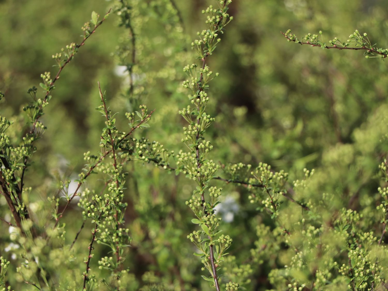 Weiße Rispenspiere Buntstifter 'Grefsheim' - Spiraea cinerea Buntstifter 'Grefsheim'
