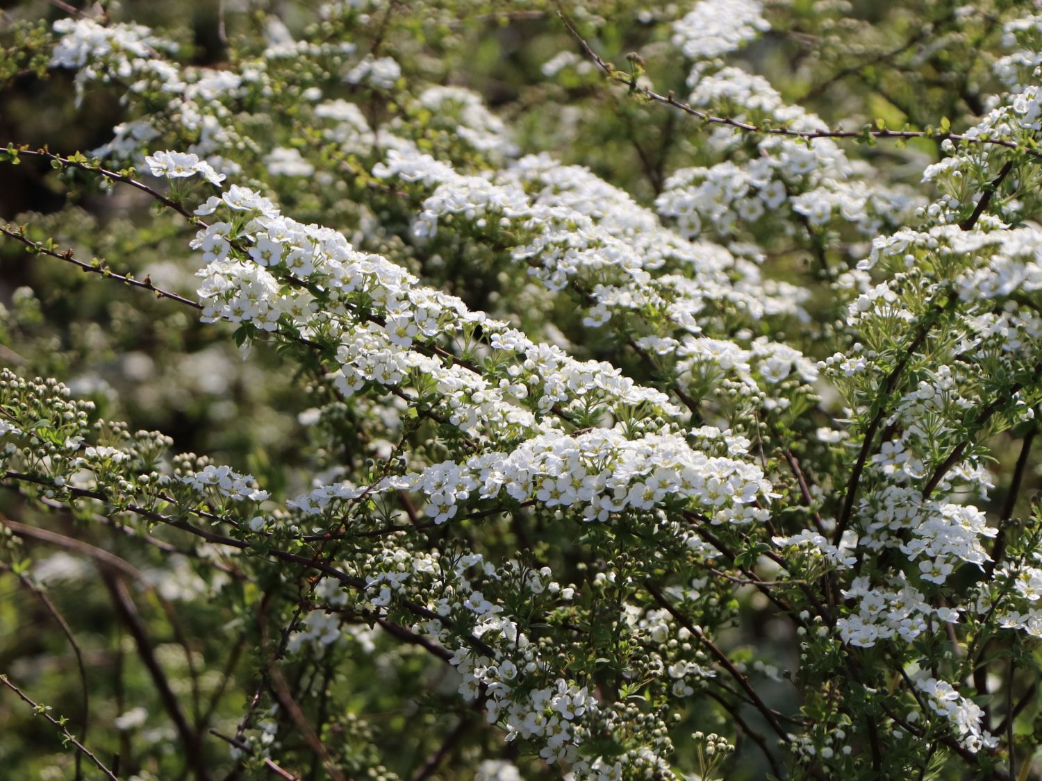 Weiße Rispenspiere Buntstifter 'Grefsheim' - Spiraea cinerea Buntstifter 'Grefsheim'