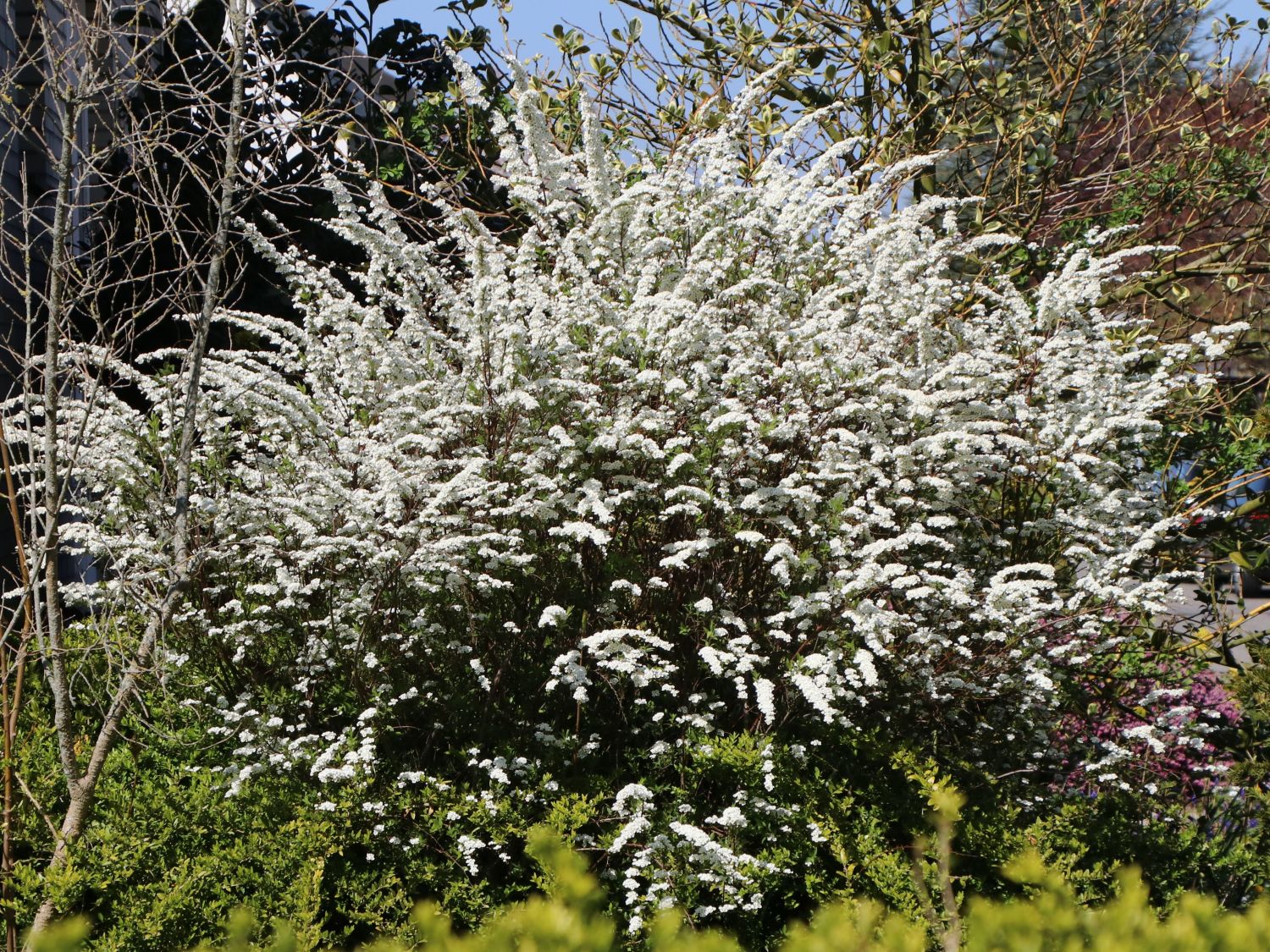 Weiße Rispenspiere Buntstifter 'Grefsheim' - Spiraea cinerea Buntstifter 'Grefsheim'