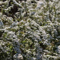 Weiße Rispenspiere 'Grefsheim' - Spiraea cinerea 'Grefsheim'