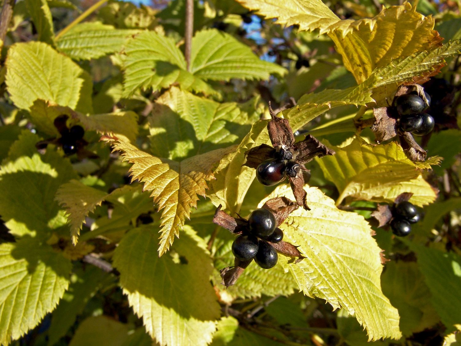 Rhodotypos (Rhodotypos)