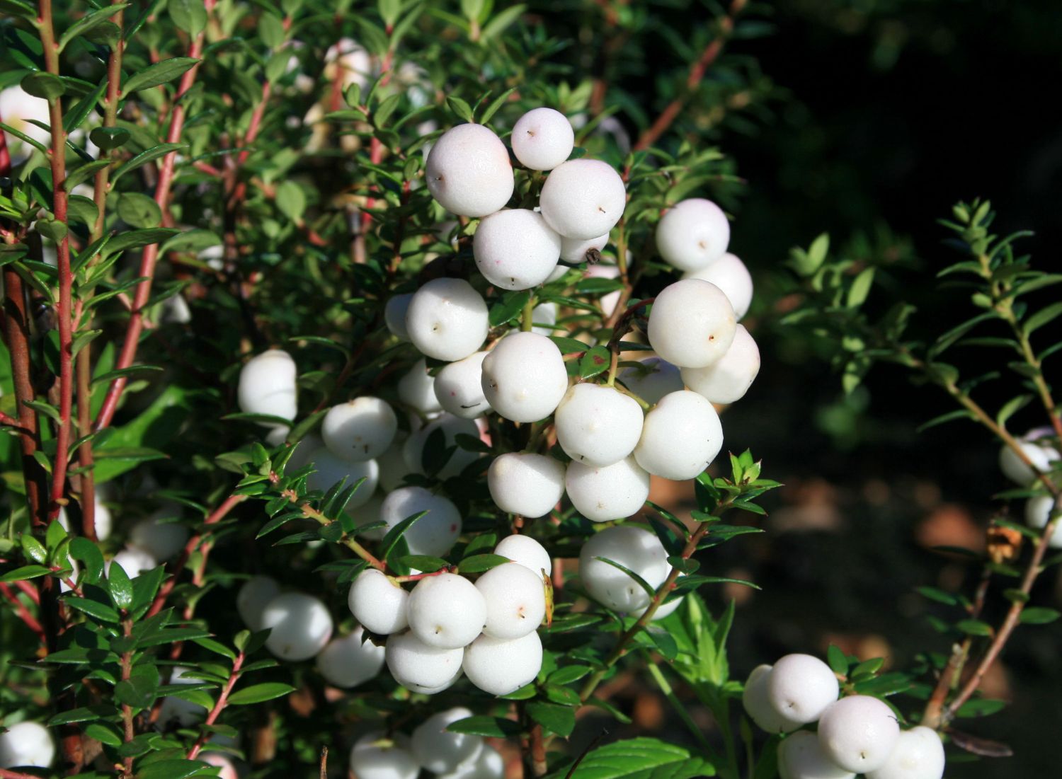 Pernettya (Pernettya)