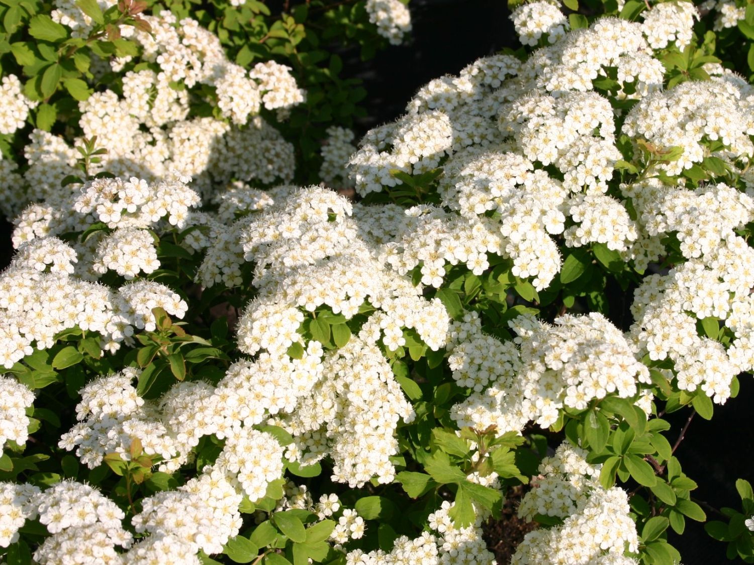 Weiße Zwergspiere 'Halward's Silver'