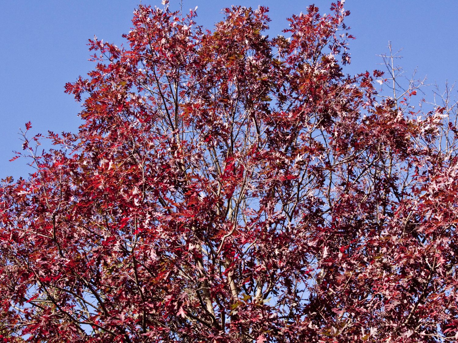 Buchengewächse (Fagaceae)