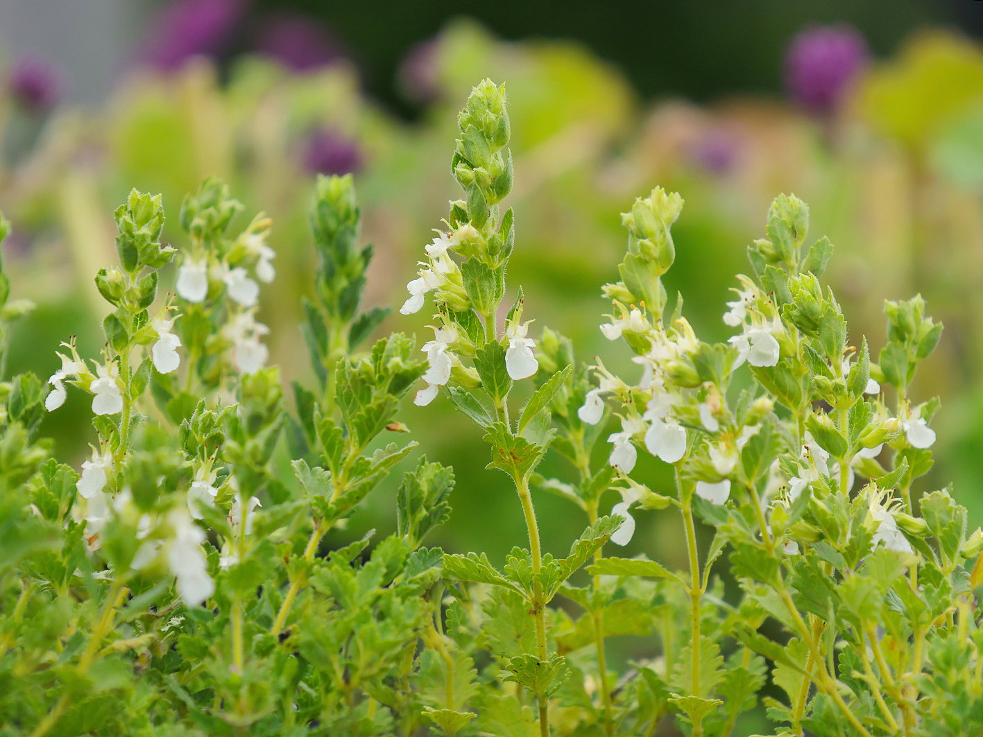 Weißer Gamander 'Album' - Teucrium chamaedrys 'Album'