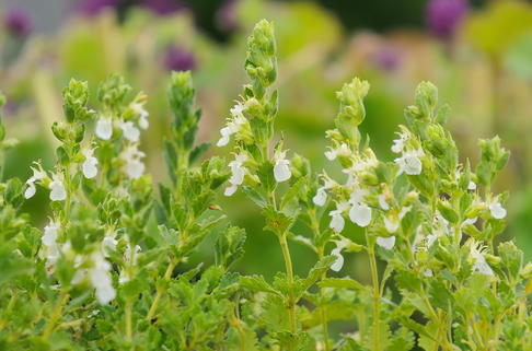 Weißer Gamander 'Album' - Teucrium chamaedrys 'Album'
