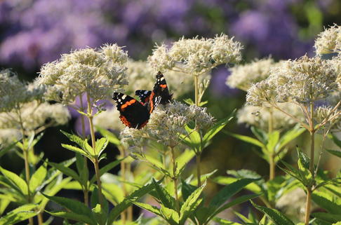 Weißer Wasserdost 'Bartered Bride' - Eupatorium fistulosum 'Bartered Bride'