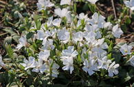 Weißes Immergrün 'Alba' / Vinca 'Alba'