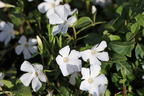 Weißes Immergrün 'Alba' / Vinca 'Alba' - Vinca minor 'Alba'