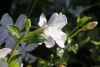 Weißes Immergrün 'Alba' / Vinca 'Alba' - Vinca minor 'Alba'