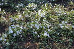 Weißes Immergrün 'Alba' / Vinca 'Alba' - Vinca minor 'Alba'
