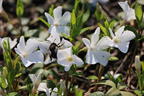 Weißes Immergrün 'Alba' / Vinca 'Alba' - Vinca minor 'Alba'