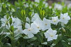 Weißes Immergrün 'Alba' / Vinca 'Alba' - Vinca minor 'Alba'
