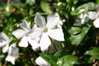 Weißes Immergrün 'Alba' / Vinca 'Alba' - Vinca minor 'Alba'