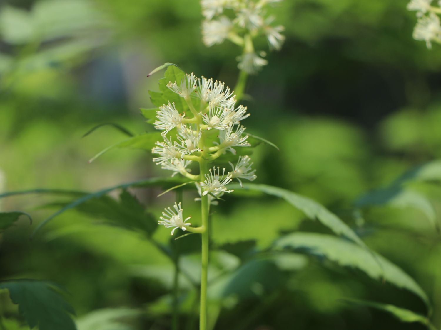 Weißfruchtiges Christophskraut 'Misty Blue' - Actaea pachypoda 'Misty Blue'