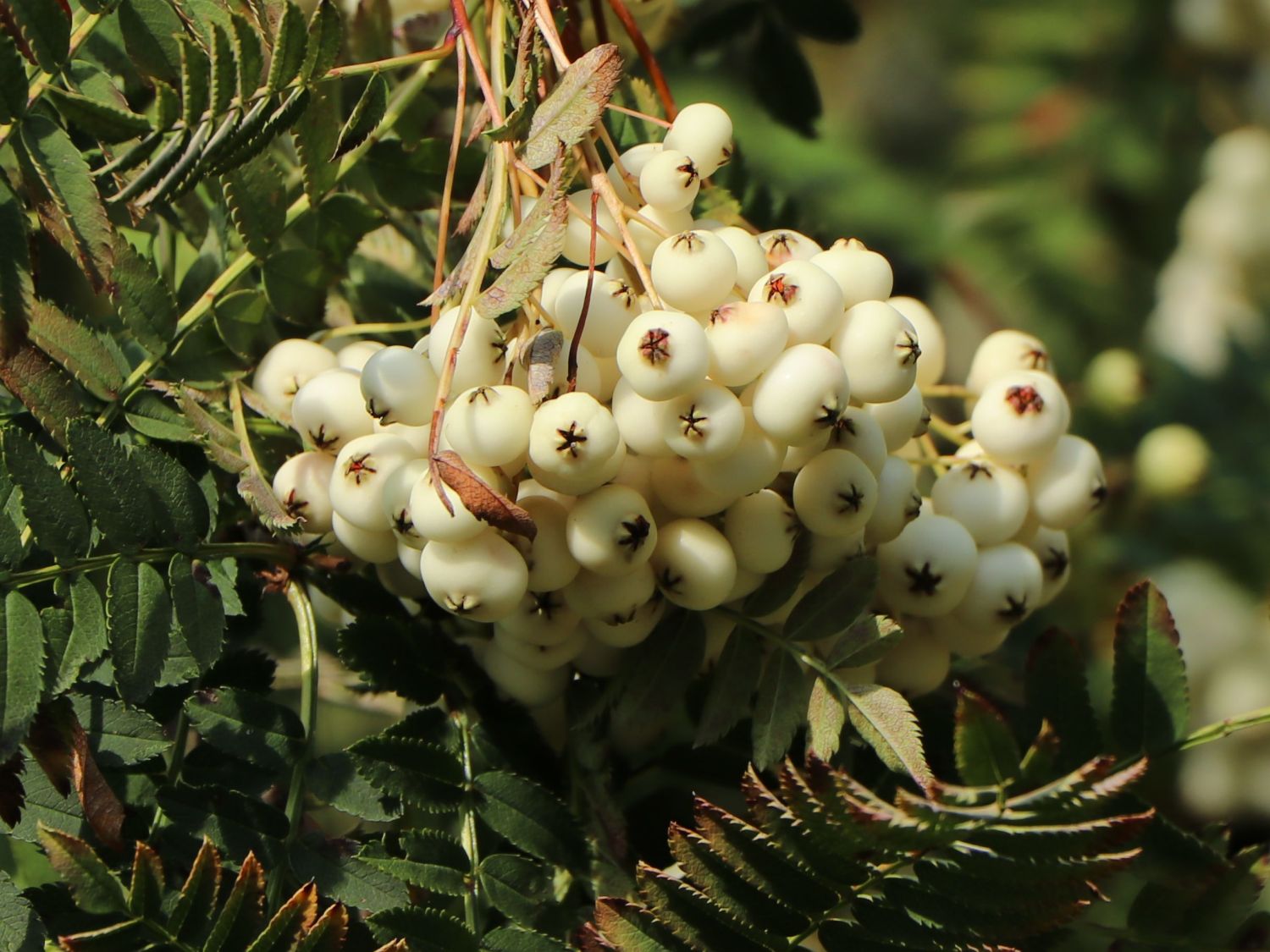 Weißfrüchtige Eberesche