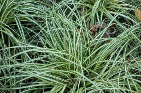 Weißgestreifte Vogelfuß-Segge 'Variegata' - Carex ornithopoda 'Variegata'