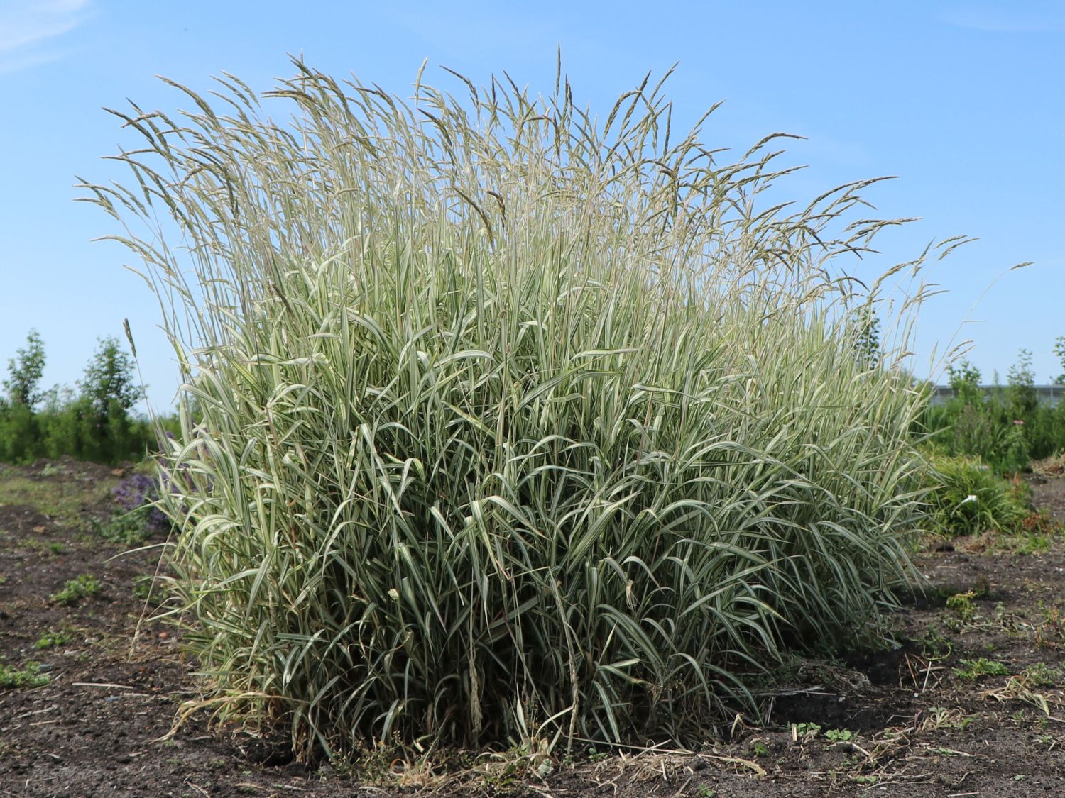 Weißgestreifter Chinaschilf 'Variegatus' - Miscanthus sinensis 'Variegatus'