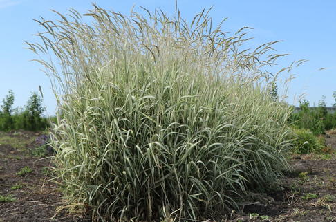 Weißgestreifter Chinaschilf 'Variegatus' - Miscanthus sinensis 'Variegatus'
