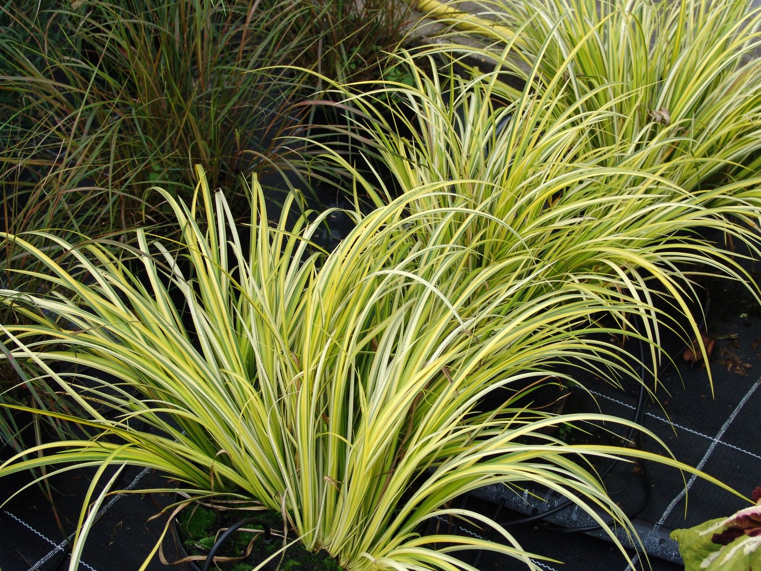 Kalmusartige (Acorales)