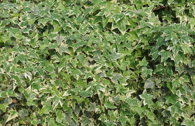 Immergr ne Kletterpflanzen F r Deinen Garten Kaufen immergr-ne-kletterpflanzen-f-r-deinen-garten-kaufen