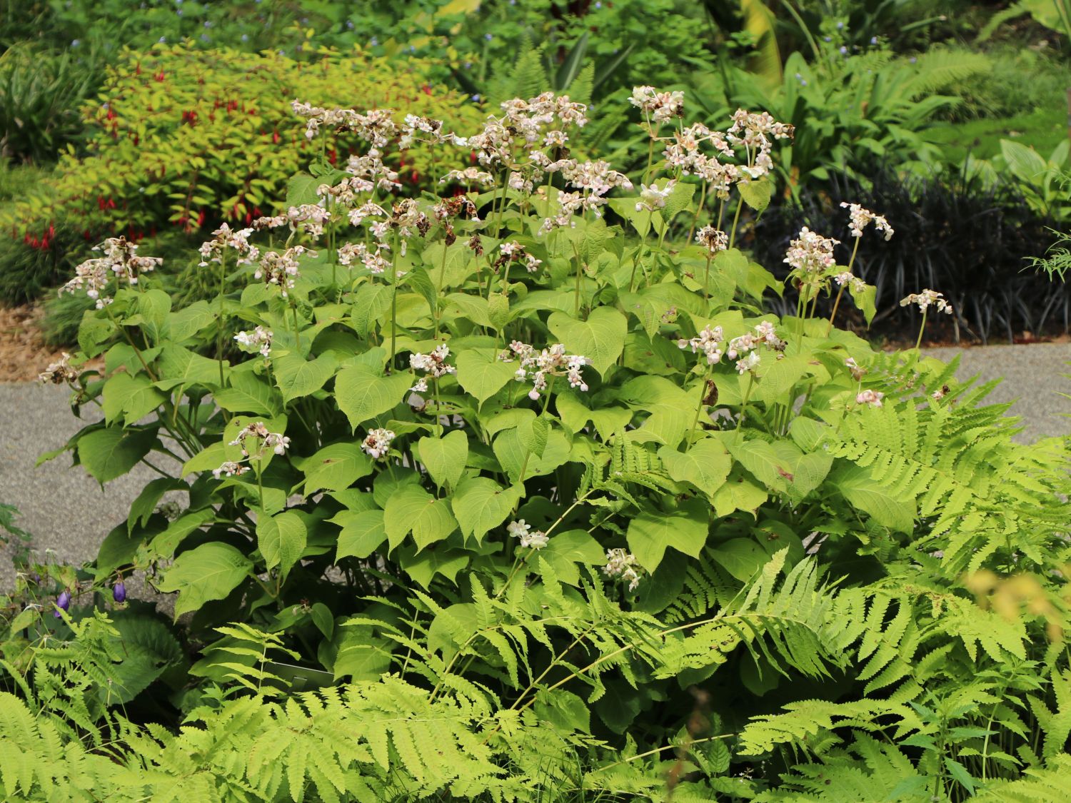 Scheinhortensien (Deinanthe)