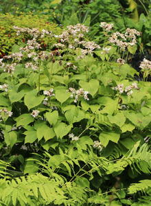 Scheinhortensien (Deinanthe)