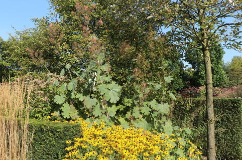 Weißlichblühender Federmohn - Macleaya cordata var. cordata