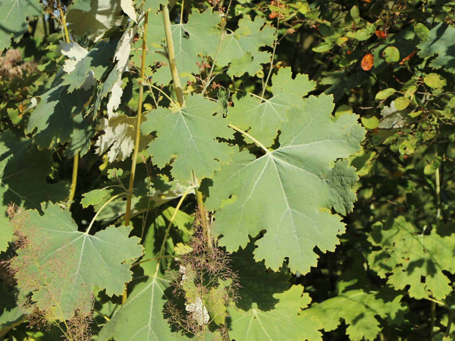 Federmohn (Macleaya)