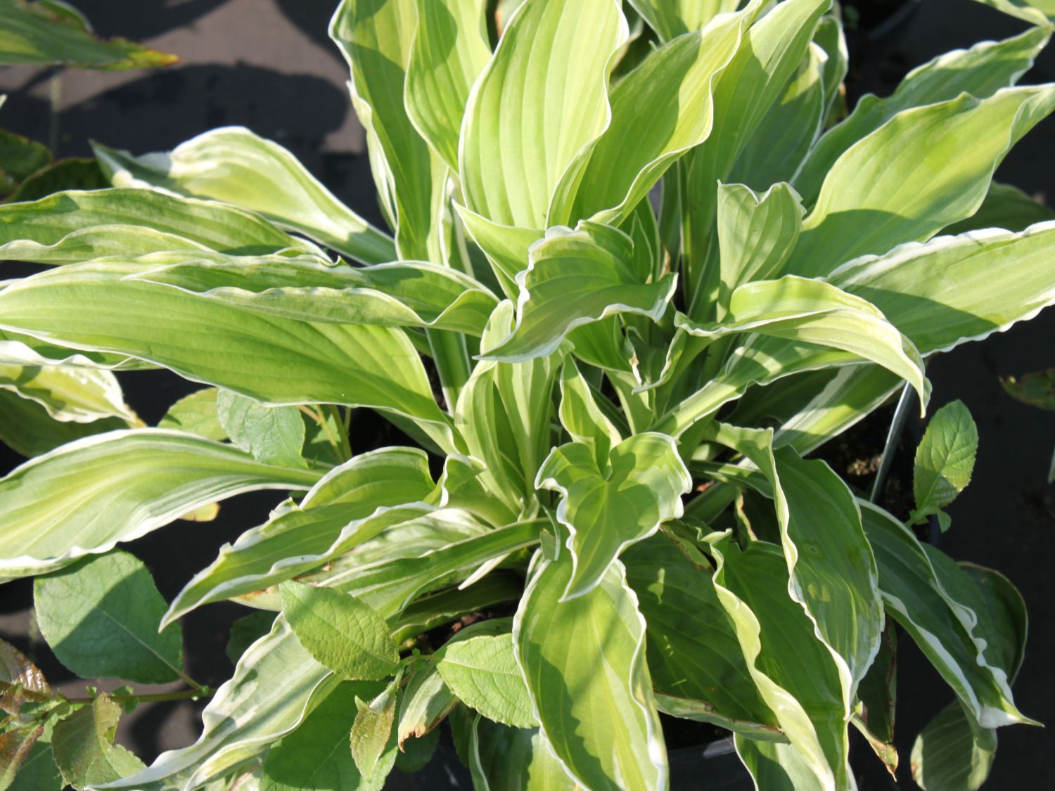 Weißrandige Wellblatt Funkie 'Albomarginata'