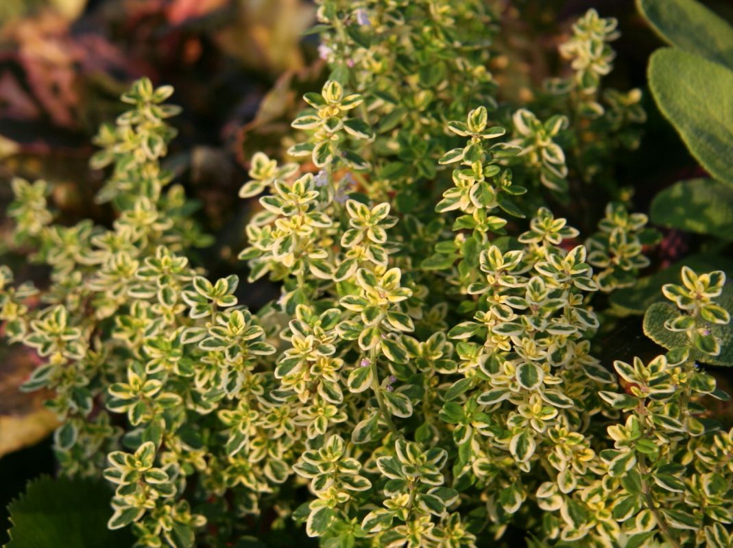Weißrandiger Thymian 'Silver King'