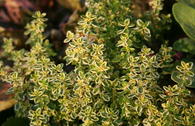 Weißrandiger Thymian 'Silver King'