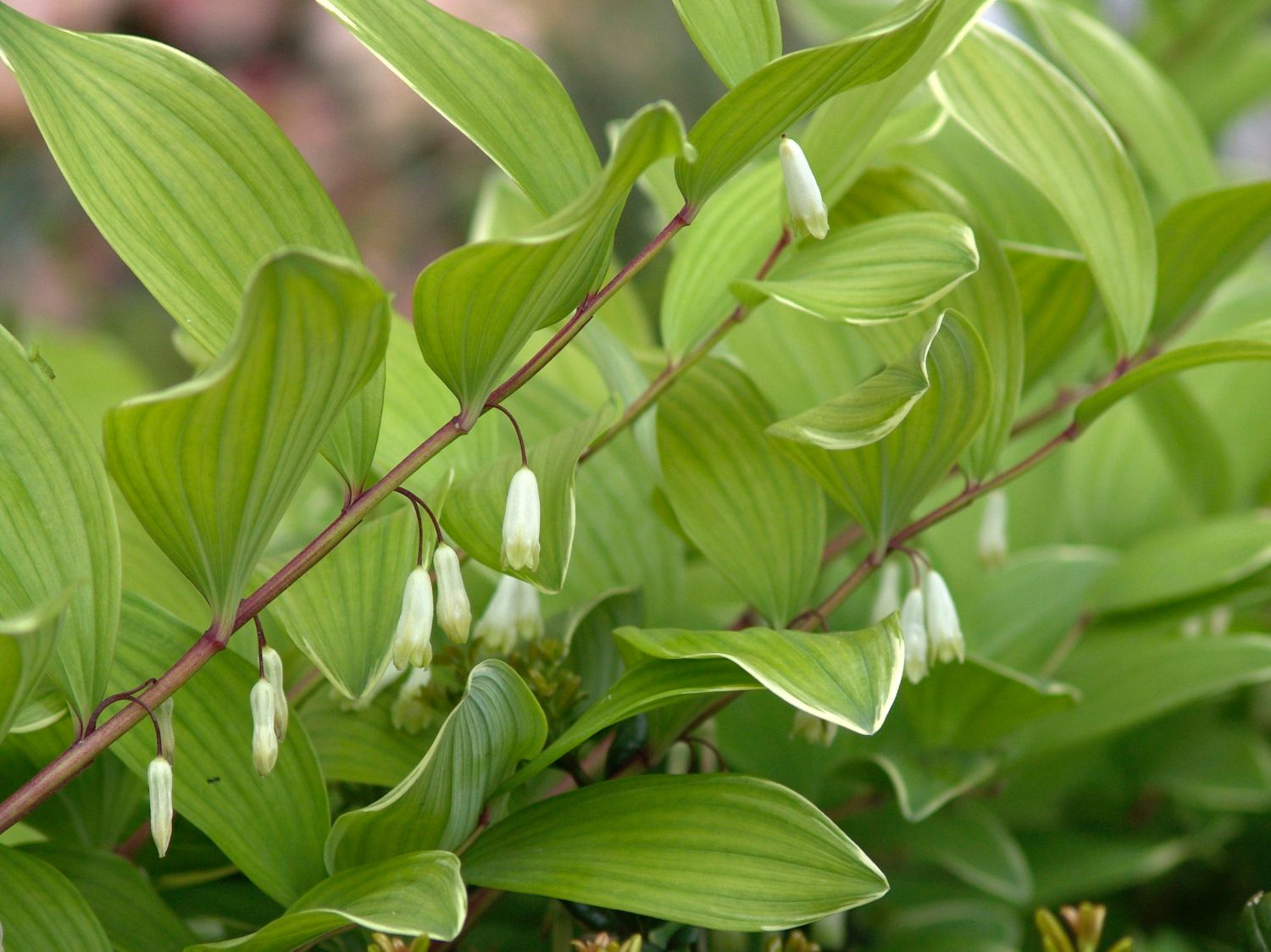 Weißrandiges Salomonssiegel 'Variegatum' - Polygonatum odoratum var. pluriflorum 'Variegatum'