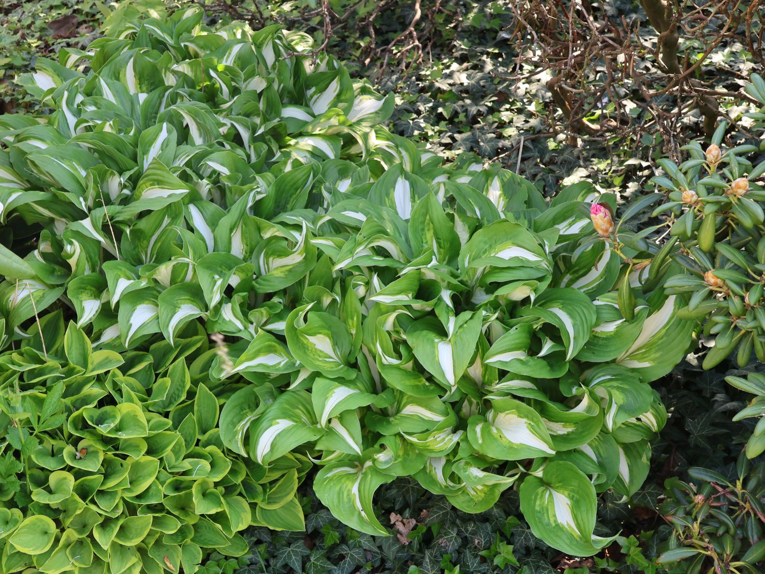 Wellblatt-Funkie 'Mediovariegata'