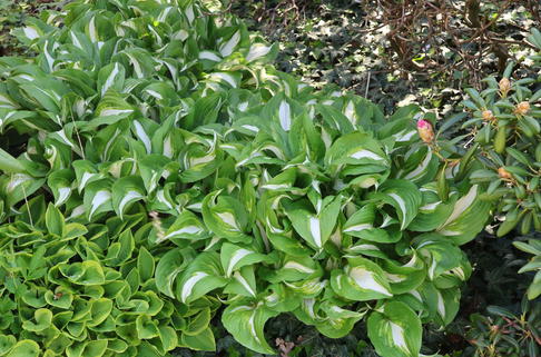 Wellblatt-Funkie 'Mediovariegata' - Hosta undulata 'Mediovariegata'