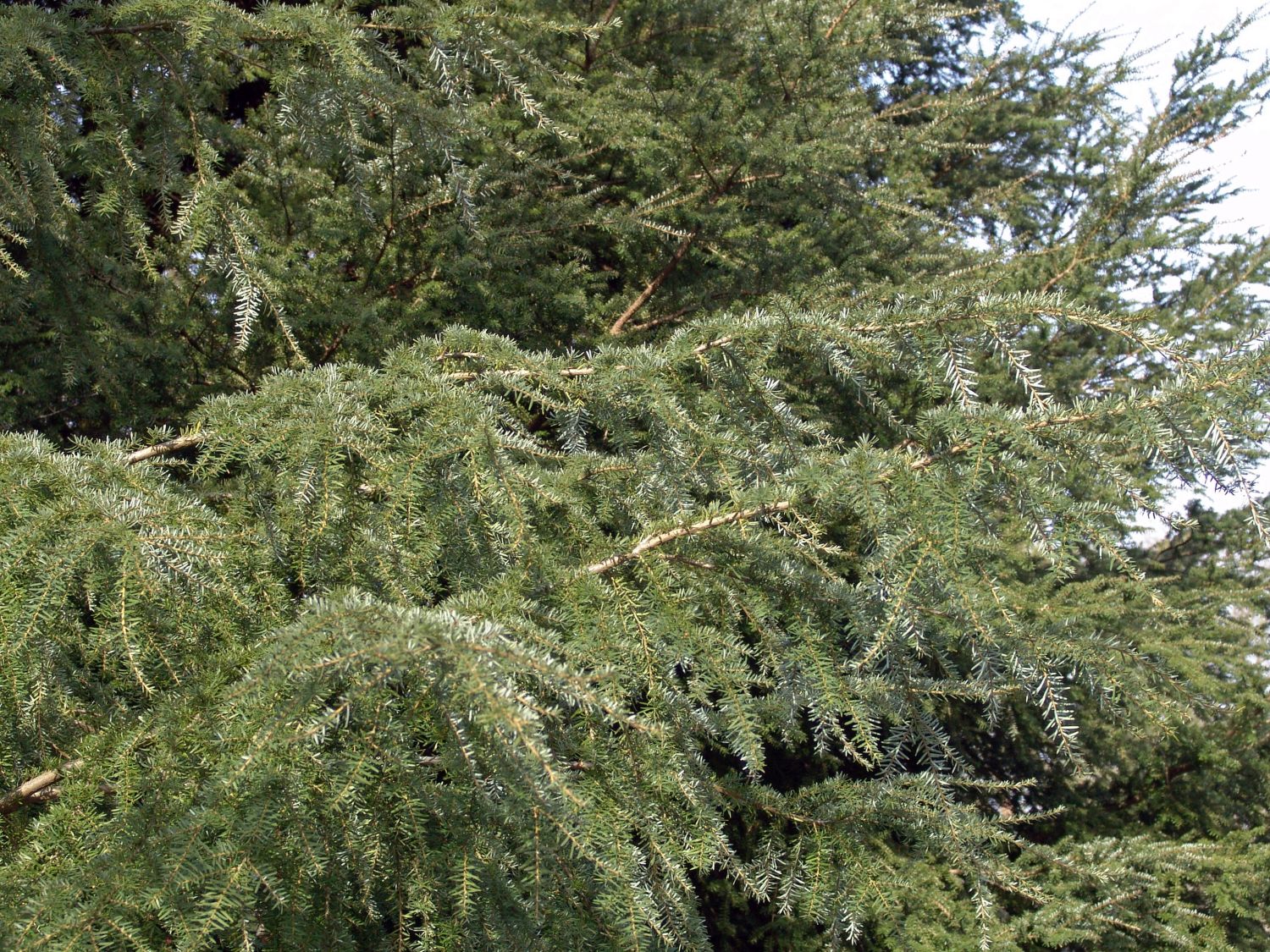 Westamerikanische Hemlocktanne heterophylla