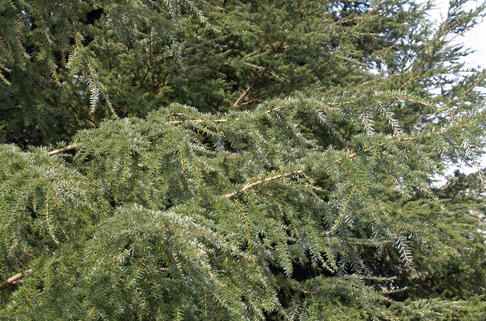 Westamerikanische Hemlocktanne heterophylla - Tsuga heterophylla