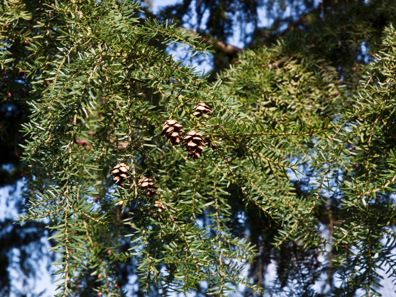 Hemlocktannen (Tsuga)