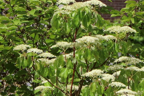 Westliche Kornelkirsche / Brauner Hartriegel - Cornus glabrata
