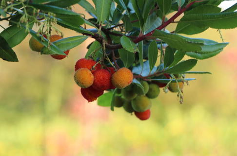 Westlicher Erdbeerbaum - Arbutus unedo