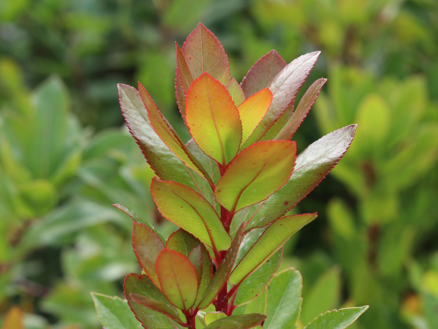Westlicher Erdbeerbaum - Arbutus unedo